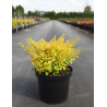 BERBERIS thunbergii AUREA En pot de 10-12 litres buisson hauteur 040-050 cm