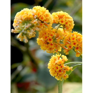 BUDDLEIA weyeriana SUNGOLD - Arbre aux papillons