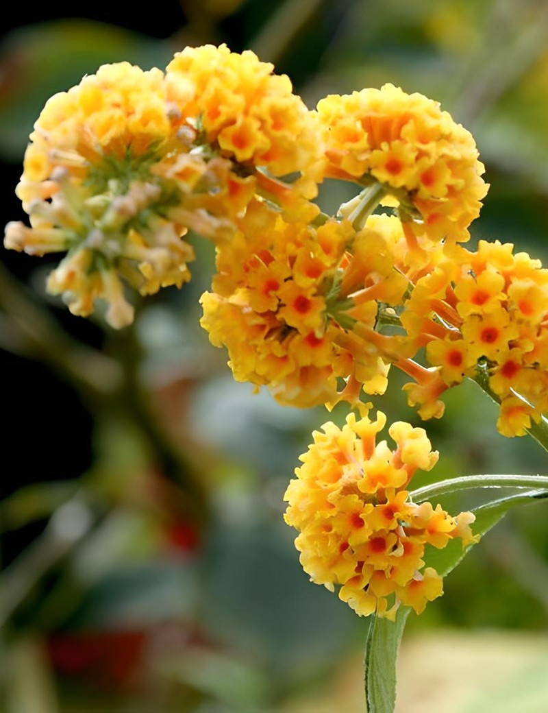 BUDDLEIA weyeriana SUNGOLD - Arbre aux papillons