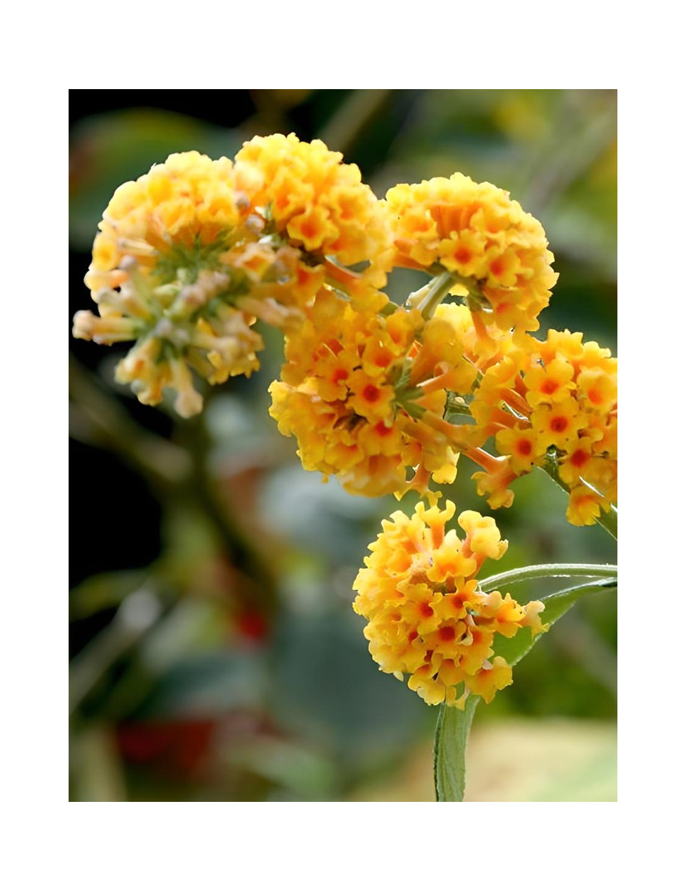 BUDDLEIA weyeriana SUNGOLD - Arbre aux papillons