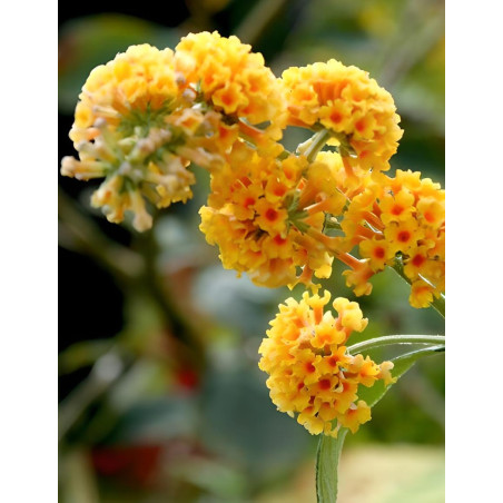 BUDDLEIA weyeriana SUNGOLD - Arbre aux papillons