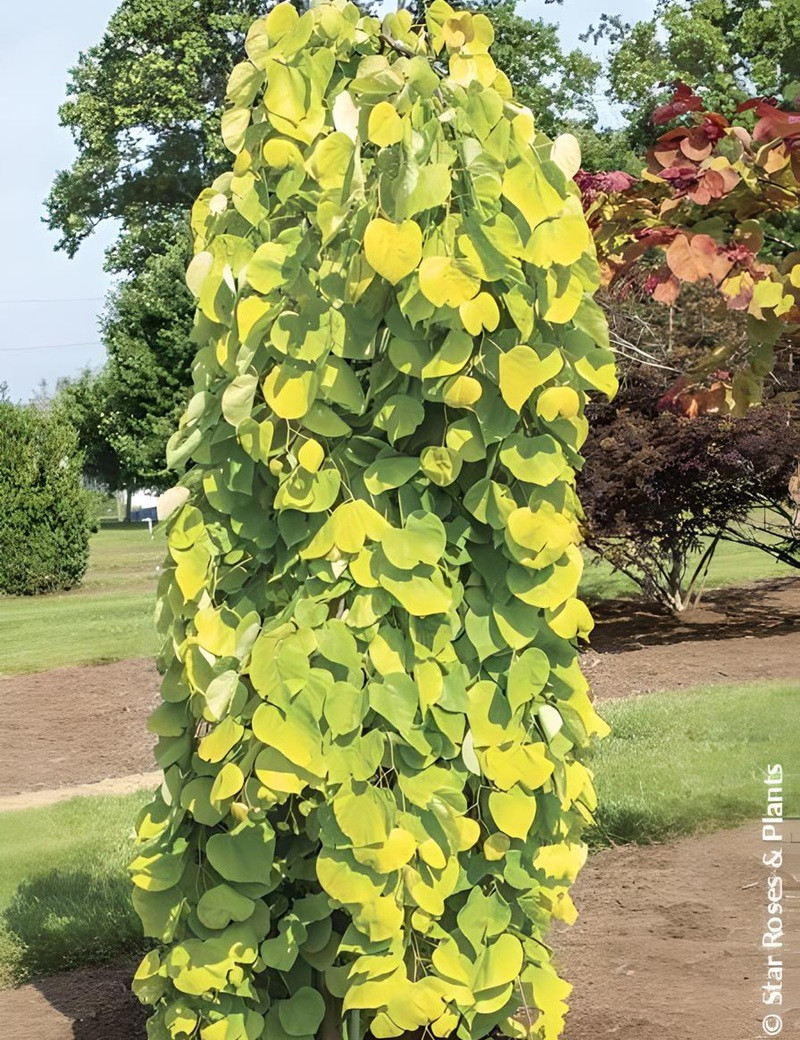 CERCIS canadensis GOLDEN FALLS® - Gainier du Canada