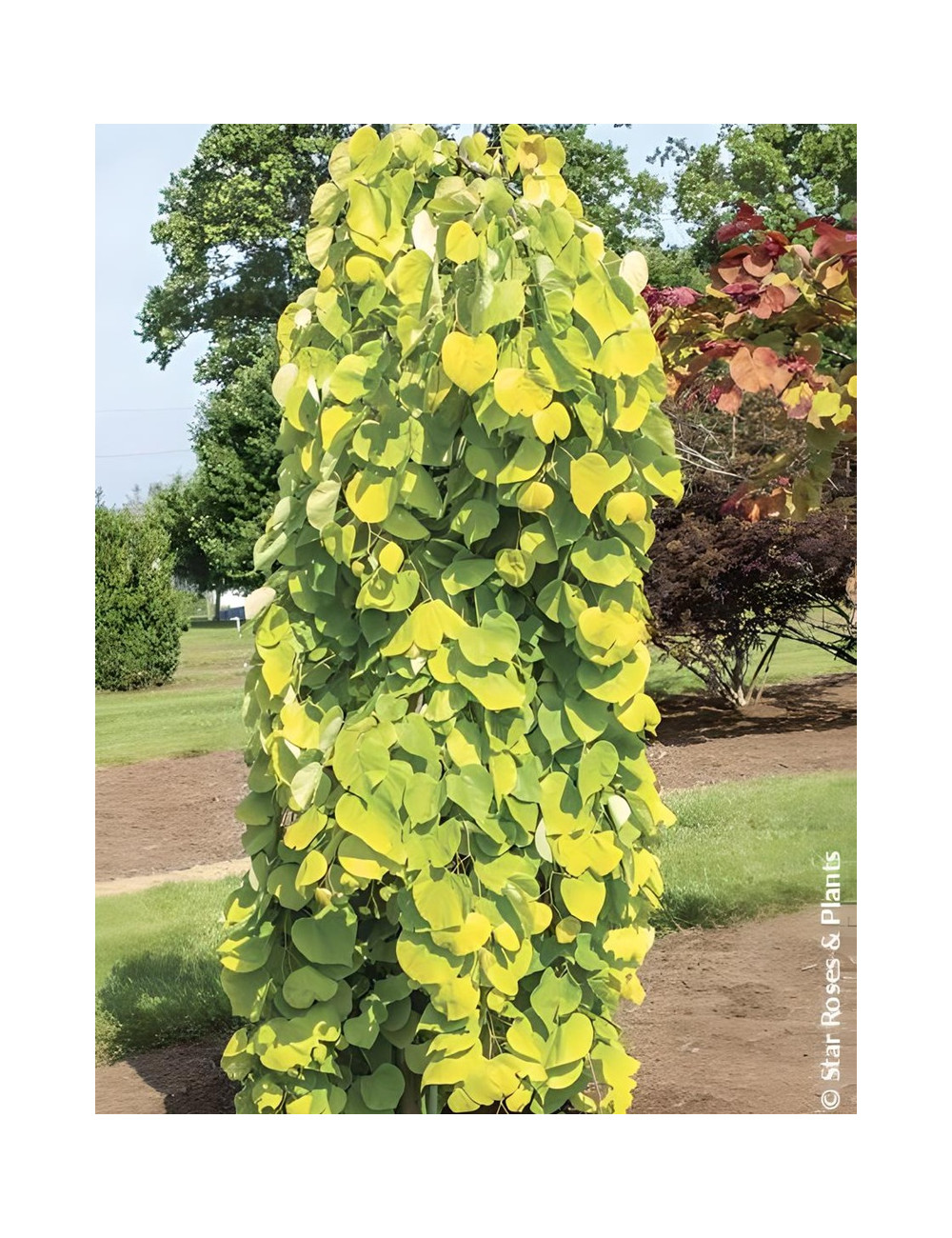 CERCIS canadensis GOLDEN FALLS® - Gainier du Canada
