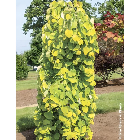 CERCIS canadensis GOLDEN FALLS® - Gainier du Canada