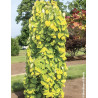 CERCIS canadensis GOLDEN FALLS® - Gainier du Canada