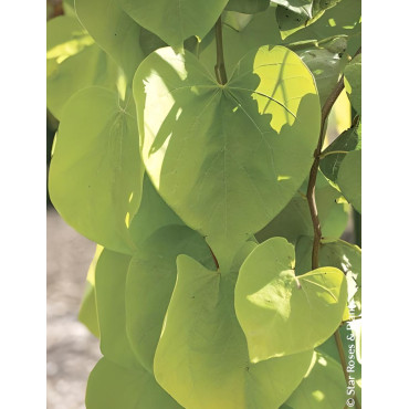 CERCIS canadensis GOLDEN FALLS® - Gainier du Canada