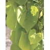 CERCIS canadensis GOLDEN FALLS® - Gainier du Canada