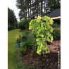 CERCIS canadensis GOLDEN FALLS® - Gainier du Canada