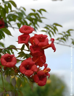 CAMPSIS tagliabuana EBONY & RED® - Bignone