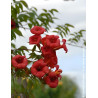 CAMPSIS tagliabuana EBONY & RED® - Bignone