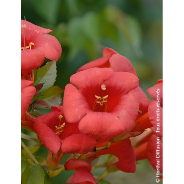 CAMPSIS tagliabuana EBONY & RED® - Bignone