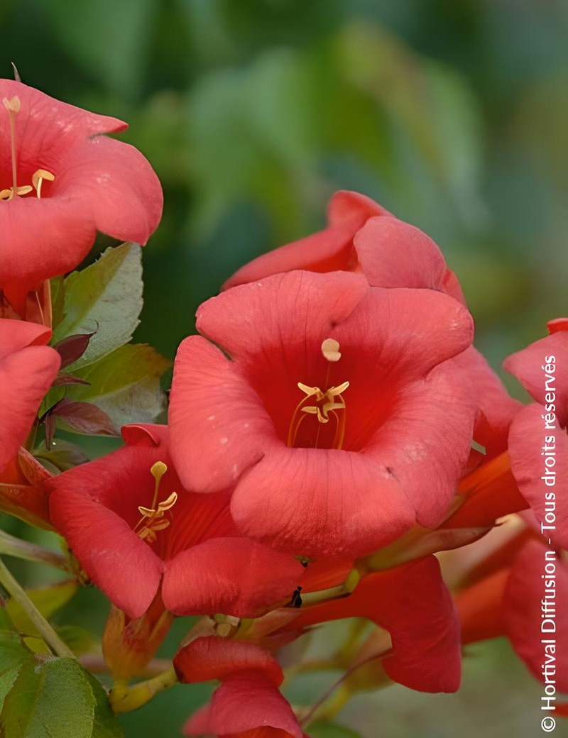 CAMPSIS tagliabuana EBONY & RED® - Bignone