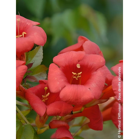 CAMPSIS tagliabuana EBONY & RED® - Bignone