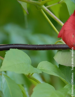 CAMPSIS tagliabuana EBONY & RED® - Bignone