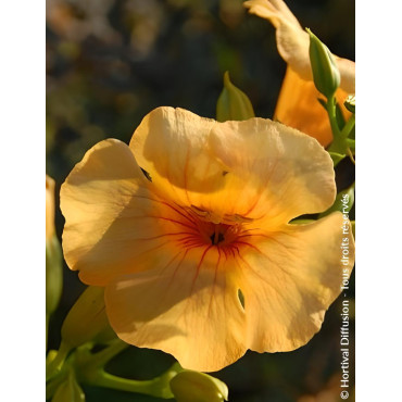 CAMPSIS tagliabuana SUMMER JAZZ SUNRISE GOLD® - Bignone