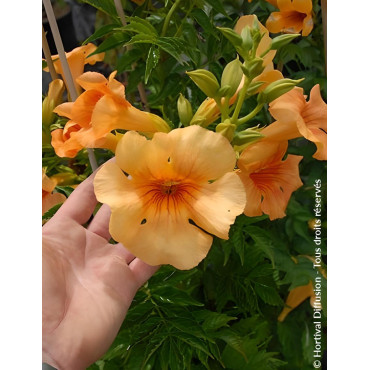 CAMPSIS tagliabuana SUMMER JAZZ SUNRISE GOLD® - Bignone