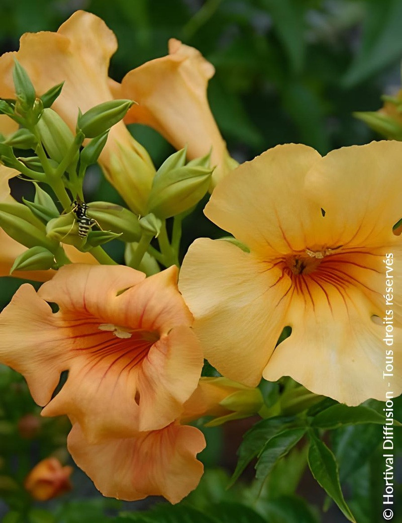 CAMPSIS tagliabuana SUMMER JAZZ SUNRISE GOLD® - Bignone