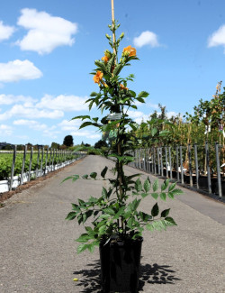 CAMPSIS tagliabuana SUMMER JAZZ SUNRISE GOLD® - Bignone En pot de 7-10 litres buisson hauteur 080-100 cm