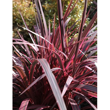 CORDYLINE banksii ELECTRIC PINK® - Cordyline