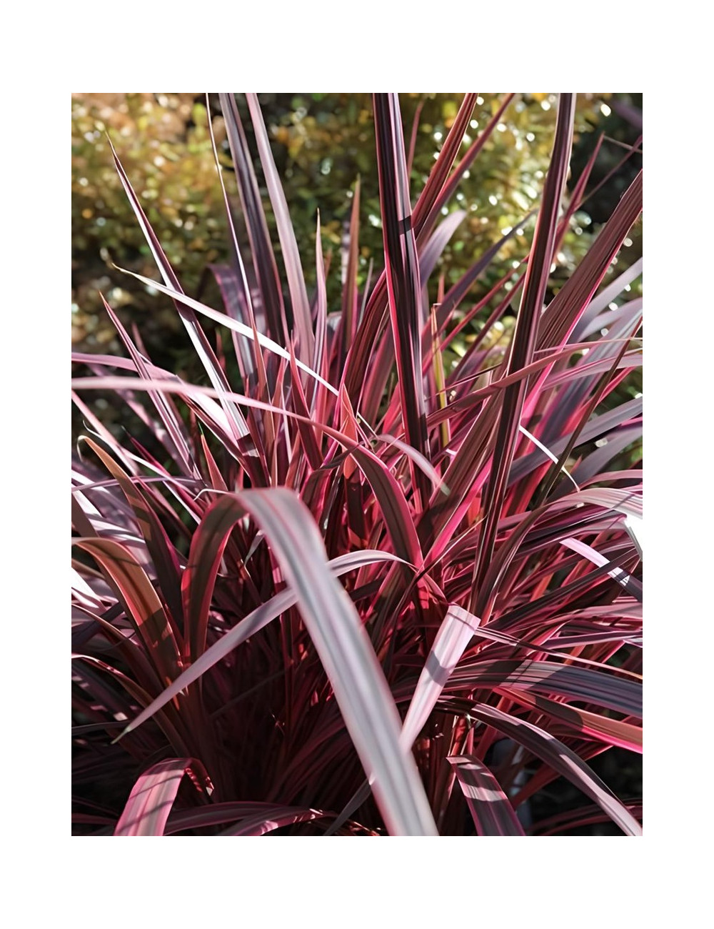 CORDYLINE banksii ELECTRIC PINK® - Cordyline