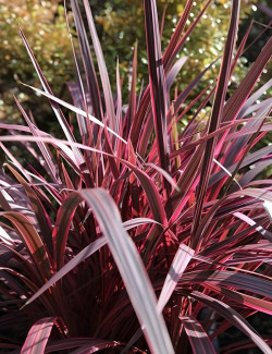 CORDYLINE banksii ELECTRIC PINK® - Cordyline