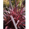 CORDYLINE banksii ELECTRIC PINK® - Cordyline