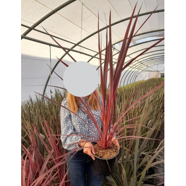 CORDYLINE banksii ELECTRIC PINK® - Cordyline En pot de 4-5 litres