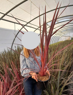 CORDYLINE banksii ELECTRIC PINK® - Cordyline En pot de 4-5 litres