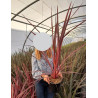 CORDYLINE banksii ELECTRIC PINK® - Cordyline En pot de 4-5 litres