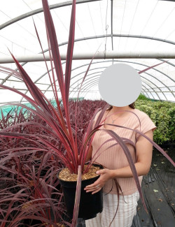 CORDYLINE banksii ELECTRIC PINK® - Cordyline En pot de 10-12 litres