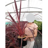 CORDYLINE banksii ELECTRIC PINK® - Cordyline En pot de 10-12 litres