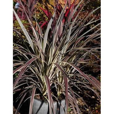 CORDYLINE banksii ELECTRIC FLASH® - Cordyline