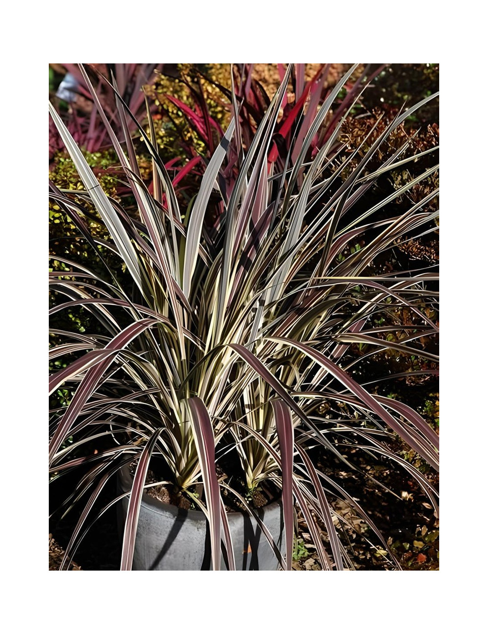 CORDYLINE banksii ELECTRIC FLASH® - Cordyline