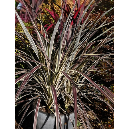 CORDYLINE banksii ELECTRIC FLASH® - Cordyline