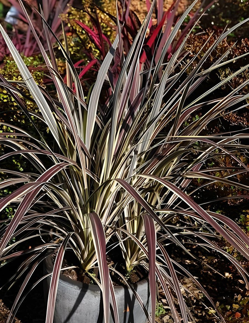 CORDYLINE banksii ELECTRIC FLASH® - Cordyline