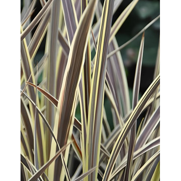 CORDYLINE banksii ELECTRIC FLASH® - Cordyline