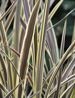 CORDYLINE banksii ELECTRIC FLASH® - Cordyline