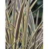 CORDYLINE banksii ELECTRIC FLASH® - Cordyline