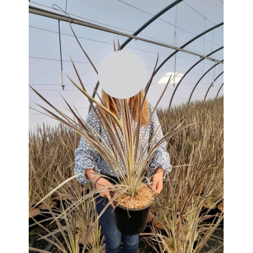 CORDYLINE banksii ELECTRIC FLASH® - Cordyline En pot de 4-5 litres