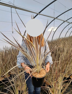 CORDYLINE banksii ELECTRIC FLASH® - Cordyline En pot de 4-5 litres