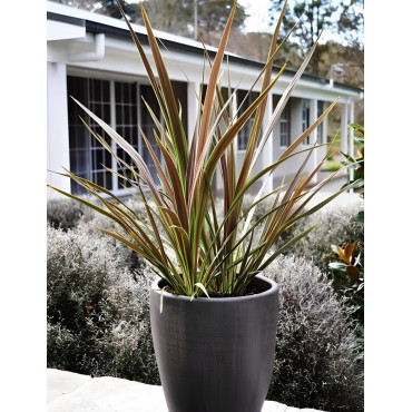CORDYLINE banksii ELECTRIC STAR® - Cordyline