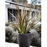 CORDYLINE banksii ELECTRIC STAR® - Cordyline