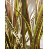 CORDYLINE banksii ELECTRIC STAR® - Cordyline