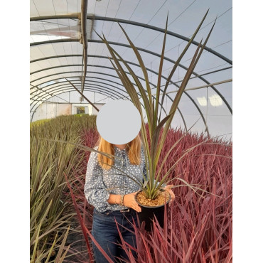 CORDYLINE banksii ELECTRIC STAR® - Cordyline En pot de 4-5 litres