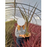 CORDYLINE banksii ELECTRIC STAR® - Cordyline En pot de 4-5 litres