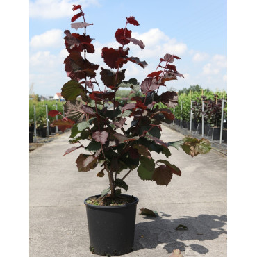 CORYLUS avellana ROTE ZELLERNUSS - Noisetier pourpre En pot de 10-12 litres buisson hauteur 060-080 cm