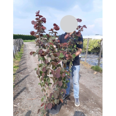 CORYLUS avellana ROTE ZELLERNUSS - Noisetier pourpre En pot de 10-12 litres buisson hauteur 080-100 cm