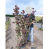 CORYLUS avellana ROTE ZELLERNUSS - Noisetier pourpre En pot de 10-12 litres buisson hauteur 080-100 cm