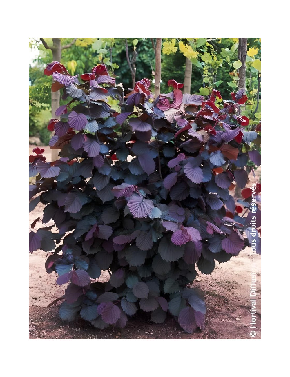 CORYLUS avellana ROTE ZELLERNUSS - Noisetier pourpre