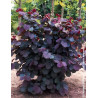 CORYLUS avellana ROTE ZELLERNUSS - Noisetier pourpre